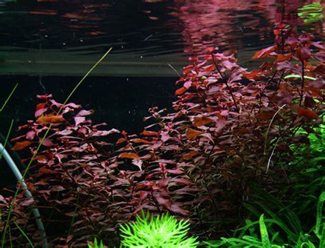 Acuarios Plantados Ludwigia Repens Super Red