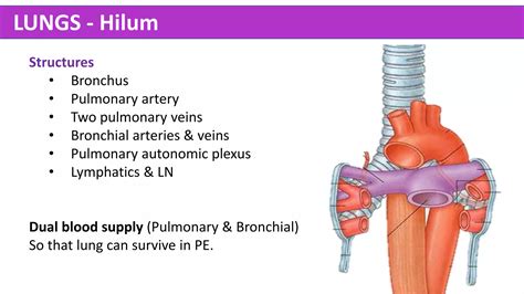 Thorax Anatomy | PPT