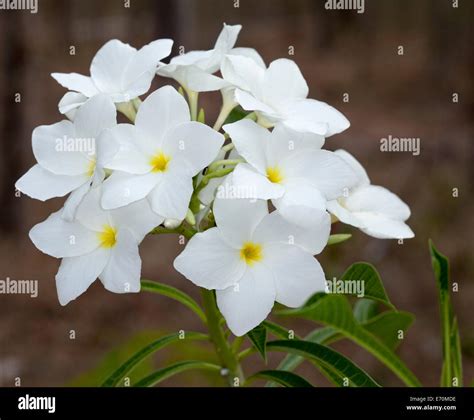 Cluster of white perfumed flowers and deep green foliage of evergreen ...