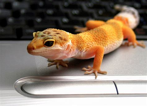 The Ultimate Leopard Gecko Care Sheet | LeopardGeckoLand.com