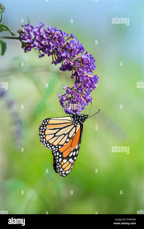 Monarch Butterfly Danaus Plexippus Feeding On Purple Butterfly Bush