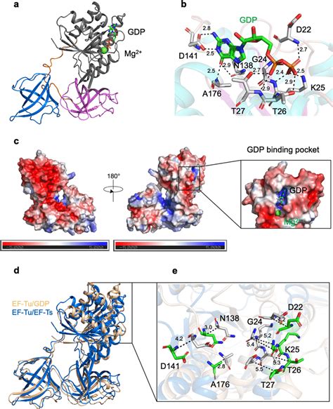 Critical Residues In The GDP Binding Pocket A A Ribbon Representation