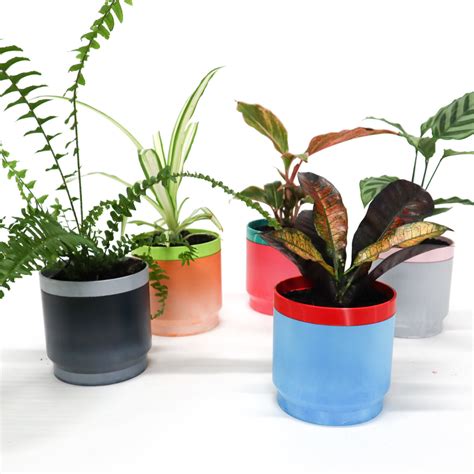 5 Indoor Plants That Thrive in Self Watering Planters - The Bin Chicken ...