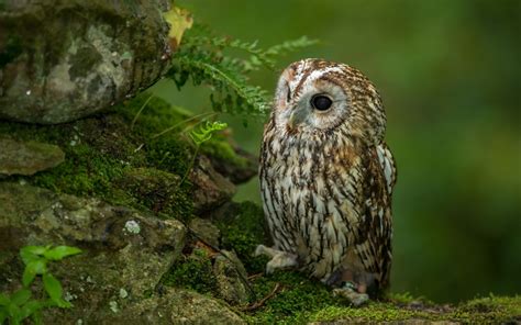 Owl In Forest Wallpapers - 1680x1050 - 521878