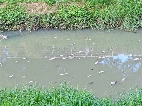 高雄鳳山溪出現大量死魚 初判水中溶氧過低所致 高雄市 自由時報電子報