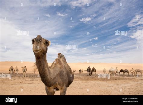 Life on Desert Stock Photo - Alamy