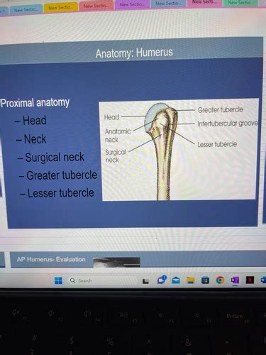 Humerus And Shoulder Flashcards Quizlet