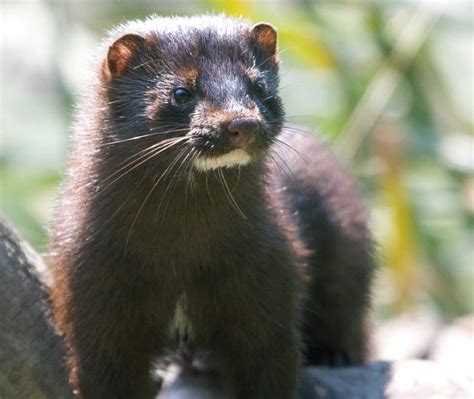 Galway Td Calls For Cull Of Wild Mink Galway Daily