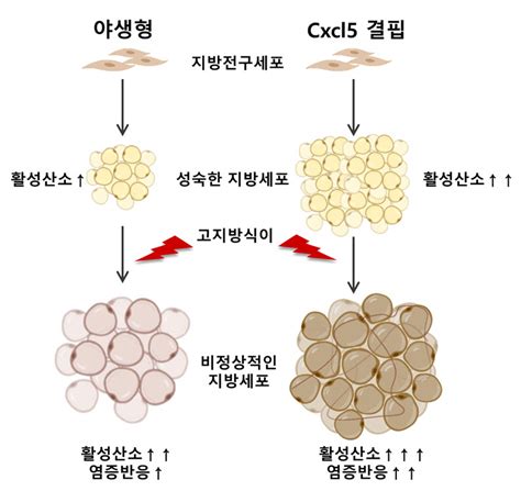 지방세포 분화의 새로운 유전자 발견 연구성과 연구 서울대학교