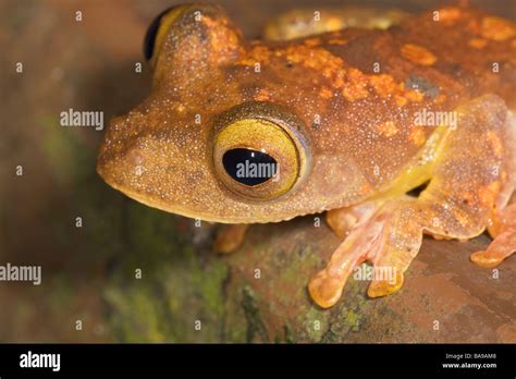 Harlequin Tree Frog Rhacophorus Pardalis Danum Valley Sabah Borneo