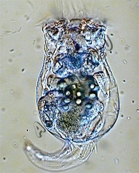 Купить яйца солоноводной коловратки Brachionus Plicatilis