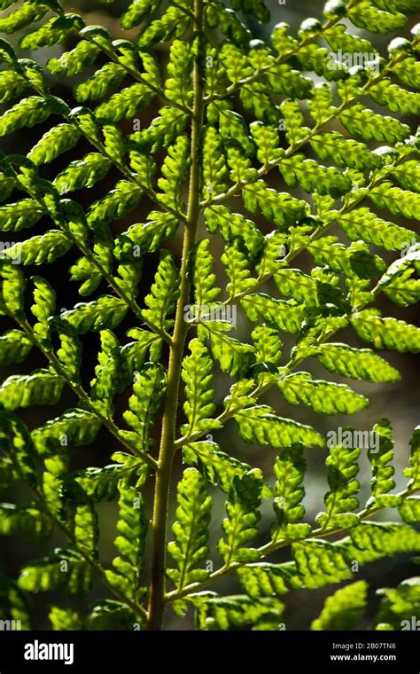 Bracken Fern Pteridium Aquilinum Stock Photo Alamy