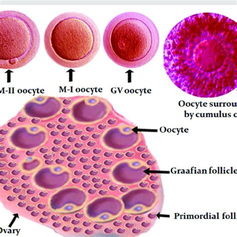 Diagrammatic Presentation Of Human Ovary Source Of Oocytes In The