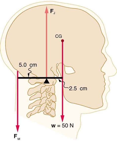 Forces And Torques In Muscles And Joints Physics Physics Joint Muscle