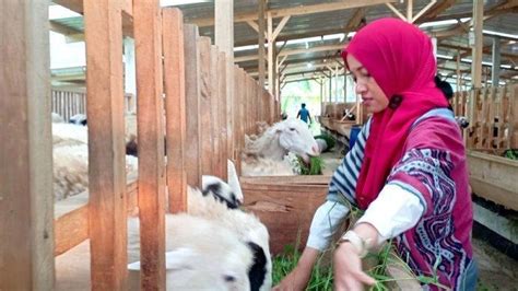 Kisah Inspiratif Wanita Pns Jadi Penggembala Domba Rambah Dunia Bisnis