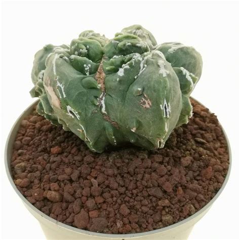 Astrophytum Myriostigma Cv Fukuryu Haku Jo F Dicotomica Cm