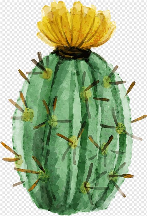 Pintura de cactus verde cactáceas acuarela planta suculenta