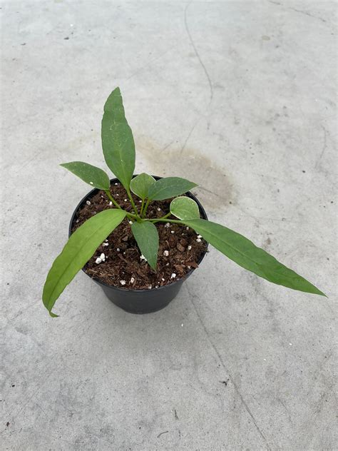 Anthurium Vittarifolium – I'm The New Green