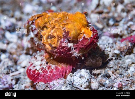 Scorpionfish Lembeh Strait North Sulawesi Indonesia Stock Photo Alamy