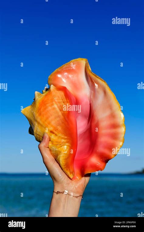 Conch Shell On Shroud Cay Exuma Cays Bahamas Stock Photo Alamy