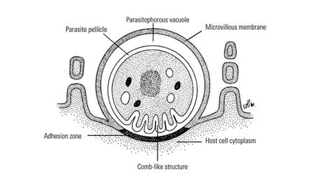 Cryptosporidium Parvum Life Cycle