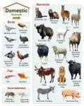 domestic animals list facts pictures