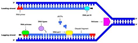 Dna Replication Diagram Quizlet