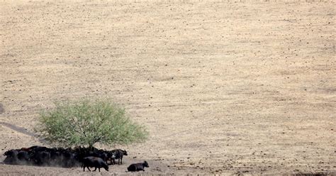 The Economic Impact of the Ongoing California Drought Is “Disastrous”