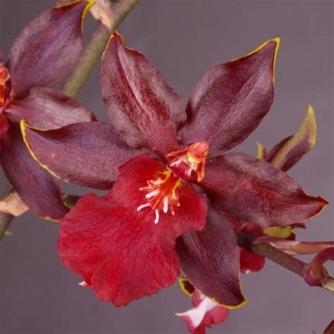 Орхидея Черный кот (Блэк кэт): описание сорта, характеристики ...