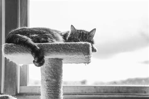 Grayscale Photography of Cat Lying on Cat Tree · Free Stock Photo