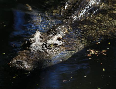 Saltwater Croc Sighting Forces Closure Of Popular Nt Swimming Hole