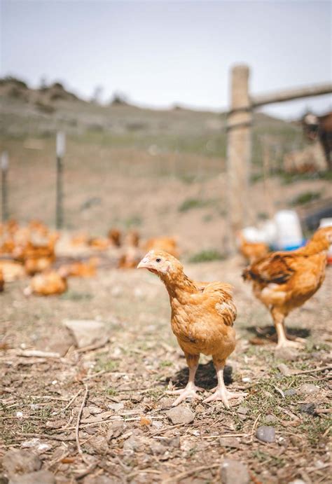 Got Pasture Raised Chicken Edible Bozeman