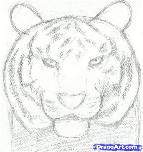 Tiger Head Drawing Easy At Explore Collection Of