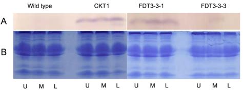 Western Blot Analyses Of Aox Expression Of Some Tomato Transgenic And