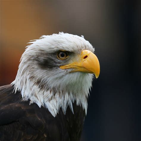 File:Bald Eagle Head sq.jpg - Wikimedia Commons