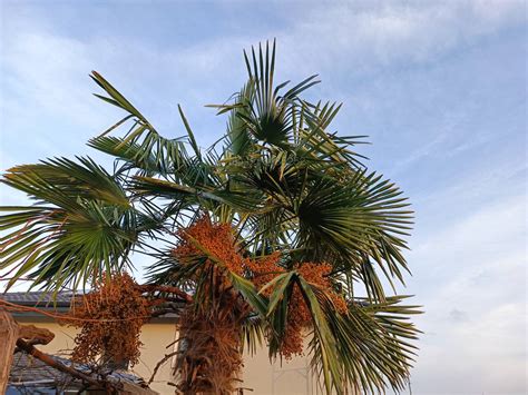 Продавам семе от палма трахикарпус реколта 2023г. | Цветя, декоративни ...