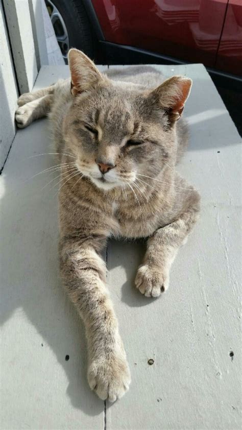 TeaBudd My Furry Pussy