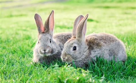 Races De Lapins