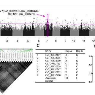 GWAS Results For RWC And Analysis Of The Peak On Chromosome 7 A