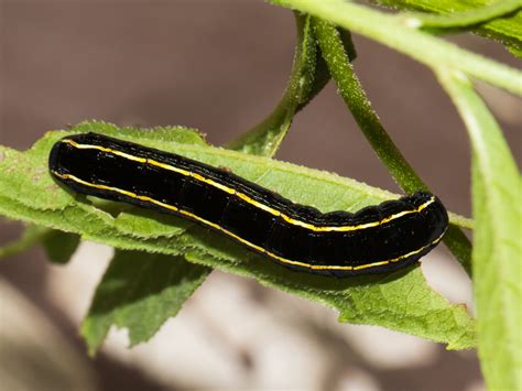 Maryland Biodiversity Project Yellow Striped Armyworm Moth Spodoptera Ornithogalli