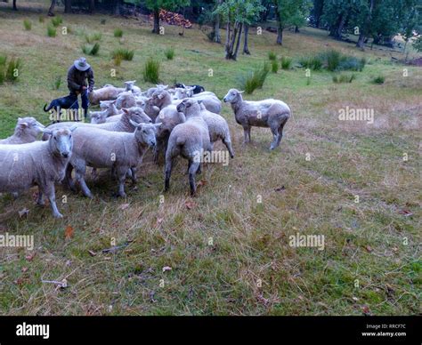 Sheepdog Herding Sheep Hi Res Stock Photography And Images Alamy