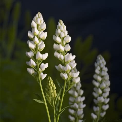 Lupinus Albus Interstellar Blends Activate Your Super Powers