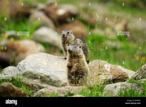 Zwei Alpine Murmeltiere Marmota Marmota Stubai Stubaier Alpen