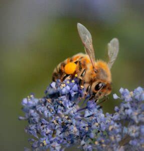 californias native bees friends  rose creek