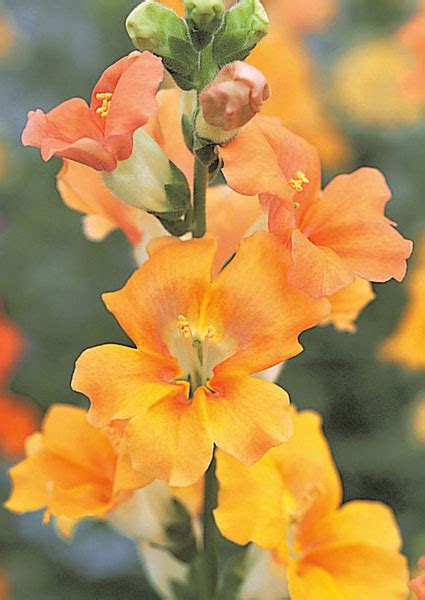 Antirrhinum Snapdragon F1 Chantilly™ Series American Takii