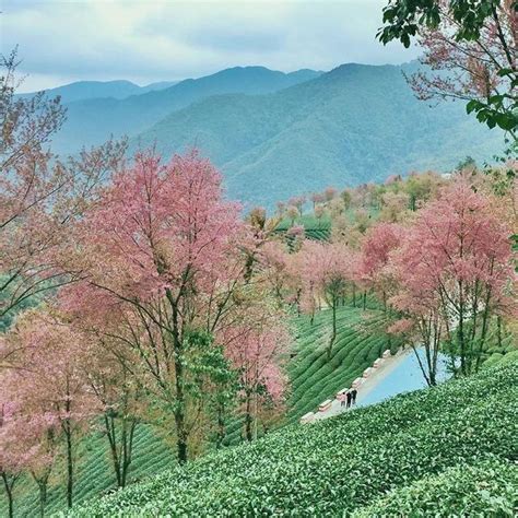 冬樱来了 藏在云南大理南涧的无量山，樱花谷面积有2000亩