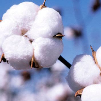 Just Smell So Good : Clean Cotton Air Fresher