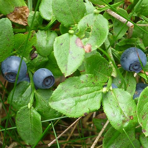 Ar Ndano Europeo Vaccinium Myrtillus Equisalud