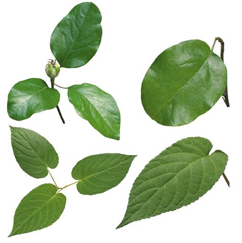 transparent leaf png