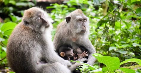 Bali Ubud Apenbos Rijstterras Waterval Tempel Tour Getyourguide